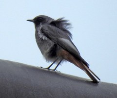 Phoenicurus ochruros