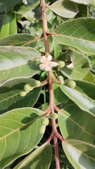 Brazilian Guava