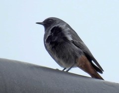 Phoenicurus ochruros