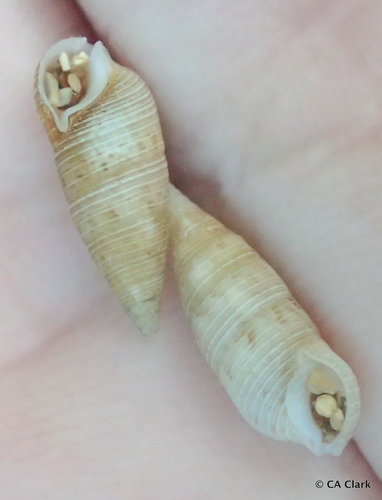 Cerithium nesioticum observed 2018-09-20