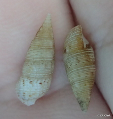 Cerithium nesioticum