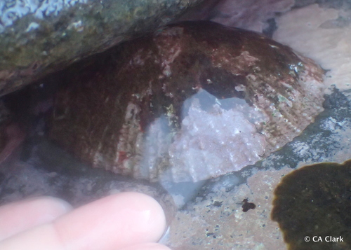 Cellana talcosa observed 2018-09-20
