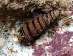 Mastonia cingulifera