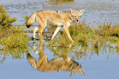 Canis latrans clepticus