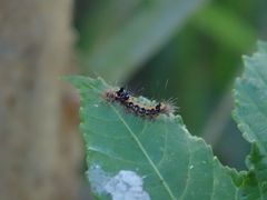 Euproctis dissimilis