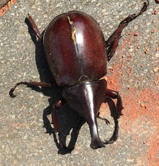 Xylotrupes gideon