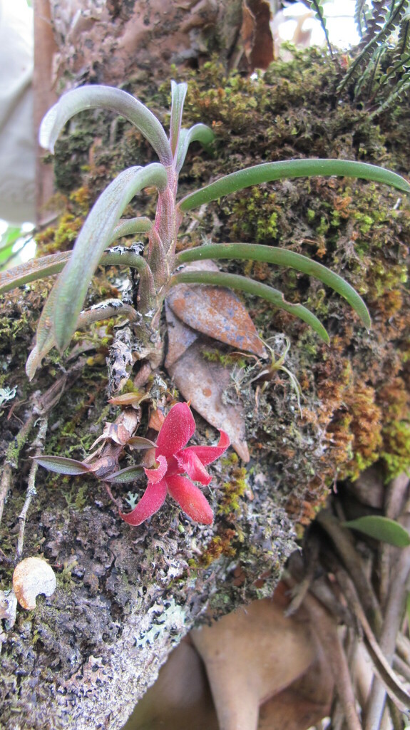 Epidendrum sophronitoides F.Lehm. & Kraenzl. 2