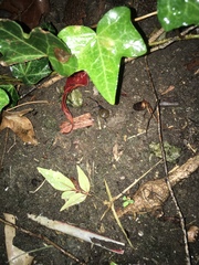 Oxychilus draparnaudi