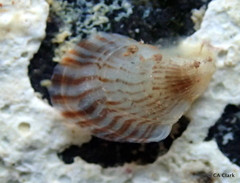Isognomon perna