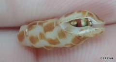 Caducifer decapitatus