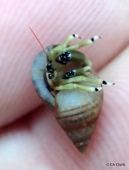 Calcinus guamensis