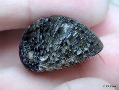 Nerita polita
