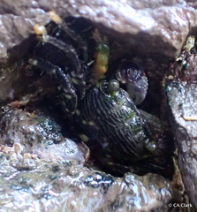 Pachygrapsus plicatus
