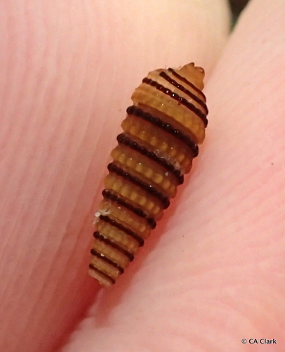 Mastonia cingulifera observed 2018-09-20