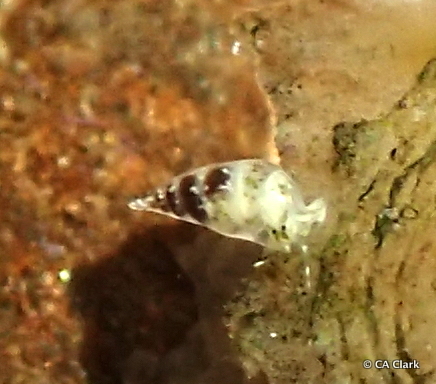 Scalenostoma observed 2018-09-20