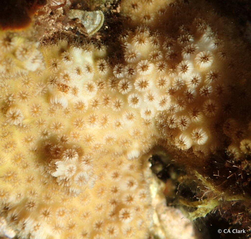 Cyphastrea