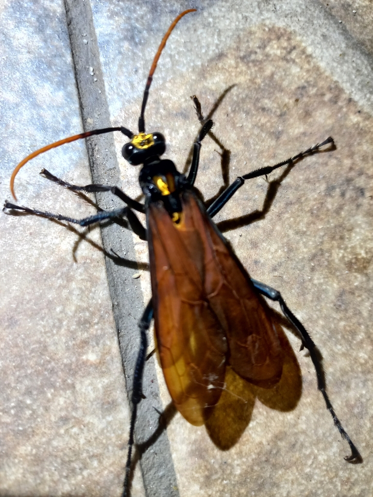 Pepsis plutus