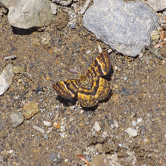 Epelis truncataria