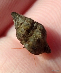 Peristernia chlorostoma