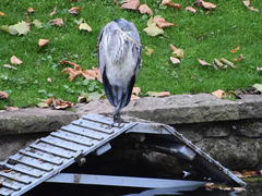 Ardea cinerea