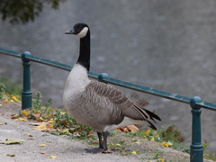 Branta canadensis