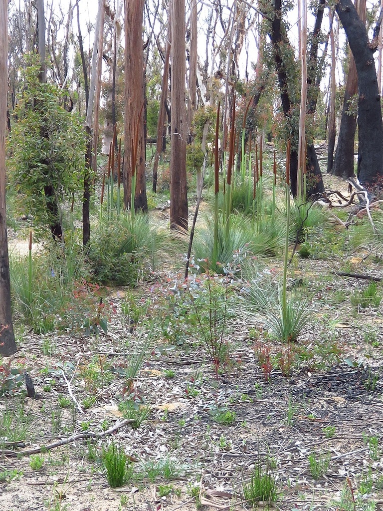 Xanthorrhoea resinosa Pers. 2