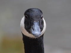 Branta canadensis
