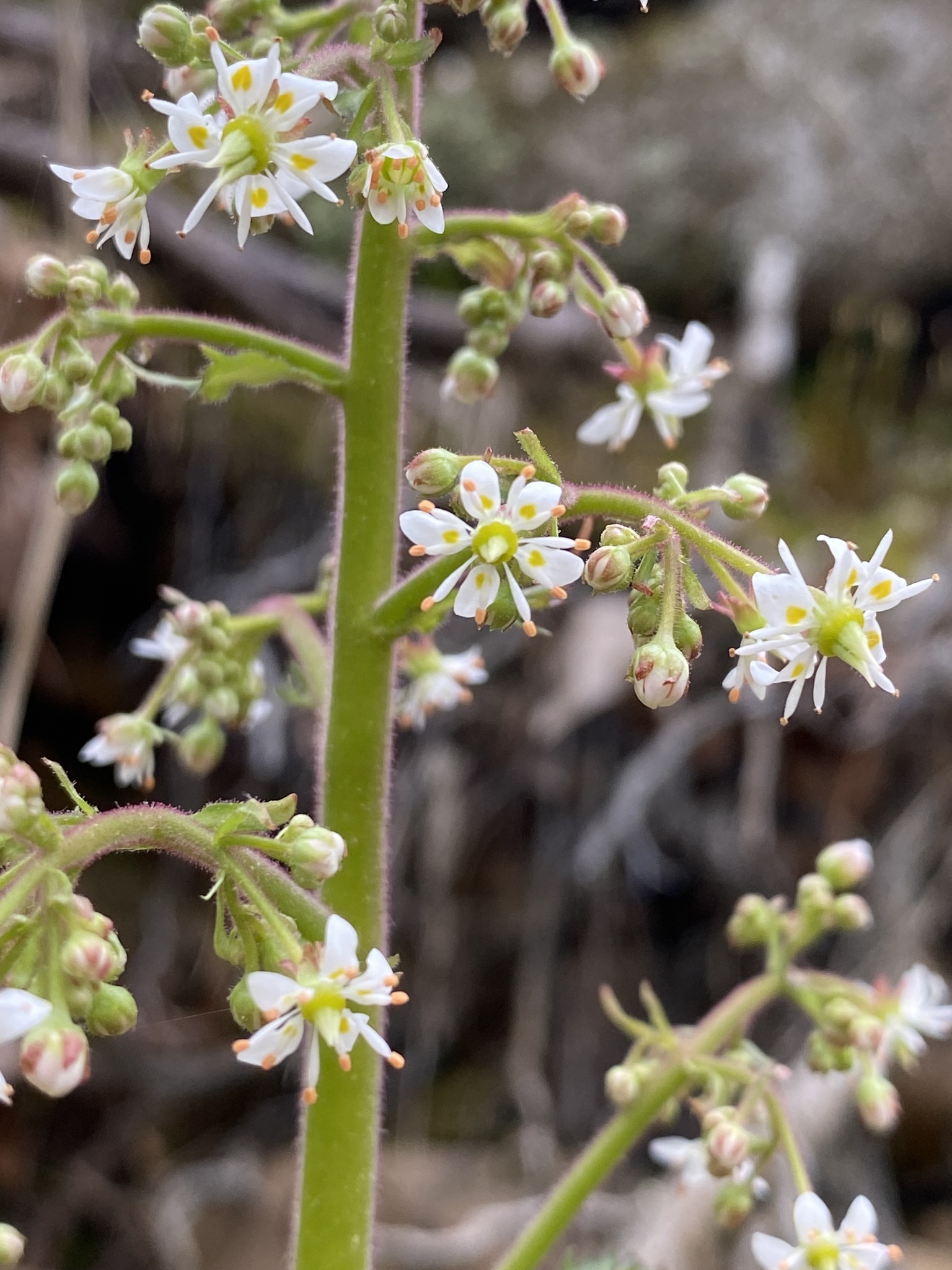 Micranthes micranthidifolia