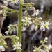 Micranthes micranthidifolia - Photo (c) bellakurtz, μερικά δικαιώματα διατηρούνται (CC BY-NC)