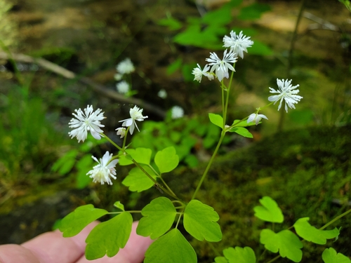 Image of Thalictrum clavatum by (c) Will Kuhn, some rights reserved (CC BY)