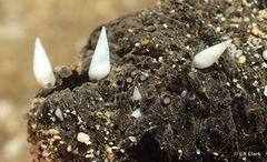 Melanella teinostoma