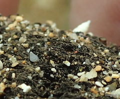 Melanella teinostoma