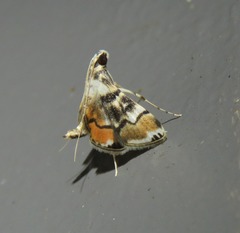 Cangetta haematera