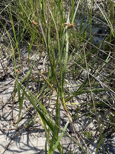 Image of Seacoast Bulrush (Bolboschoenus robustus) by no rights reserved