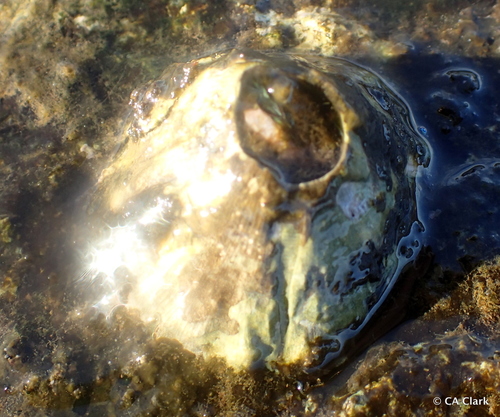 Megabalanus tanagrae observed 2018-09-20