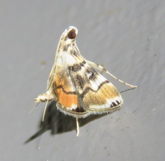 Cangetta haematera