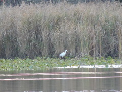Ardea alba