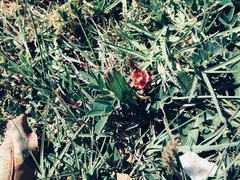 Indigofera hendecaphylla