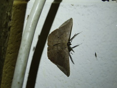 Polycrasta cinereomarginata