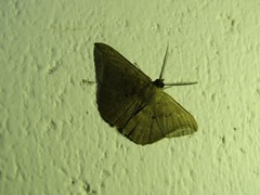 Polycrasta cinereomarginata