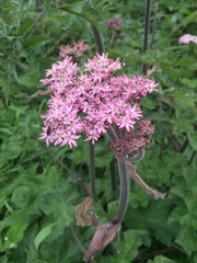 Heracleum sphondylium sphondylium