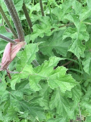Heracleum sphondylium sphondylium