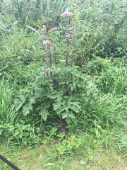 Heracleum sphondylium sphondylium