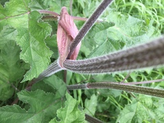 Heracleum sphondylium sphondylium