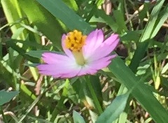 Cosmos caudatus
