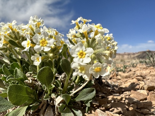San Rafael cryptantha (Cryptantha jonesiana)