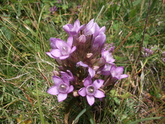Gentianella germanica