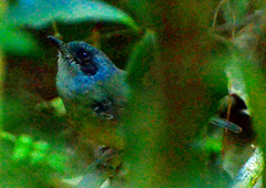 Dysithamnus mentalis