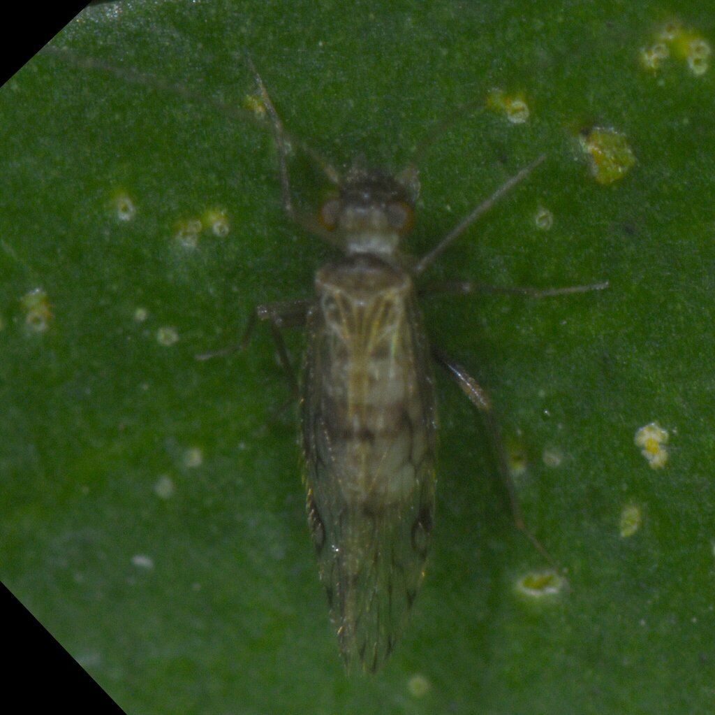 Epipsocus petenensis