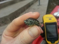 Sternotherus odoratus